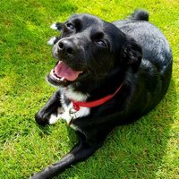 Karen C 💙 (@skinnypiglet) 's Twitter Profile