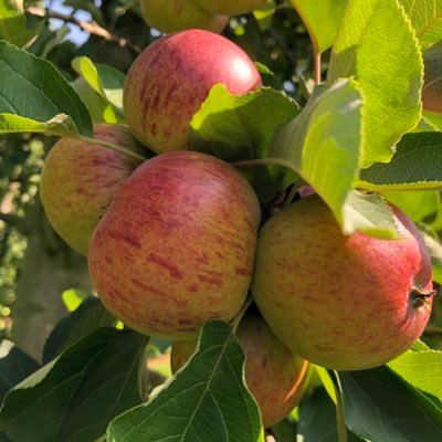 Farmers from Herefordshire & Worcestershire joining forces to give you access to the most important ingredient in Cider: British Bittersweet Apple juice & conc