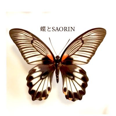 蝶とSAORINさんのプロフィール画像