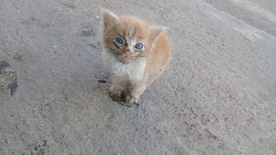 kitten rescue