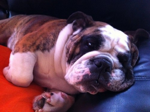 DougalsMD's profile picture. 