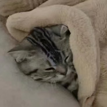 ねこなべさんのプロフィール画像