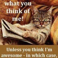 CatLady! who hate liar! Trump 2020! (@cat58) 's Twitter Profile
