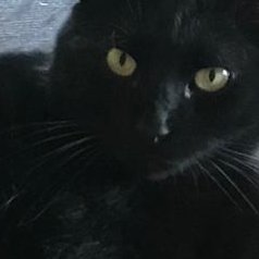 TPaoloPT's profile picture. 