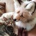 Purring Faye Studio (@purringfayeart) Twitter profile photo Purring Faye Studio (@purringfayeart) Twitter profile photo