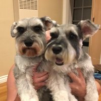 Simone & the Schnauzers(@Mamachula619) 's Twitter Profile Photo