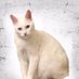 kedi t (@kediozelharecat) Twitter profile photo kedi t (@kediozelharecat) Twitter profile photo
