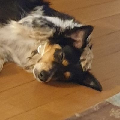 barge_philippe's profile picture. humour,pragmatisme empathie, généreux, non prétentieux