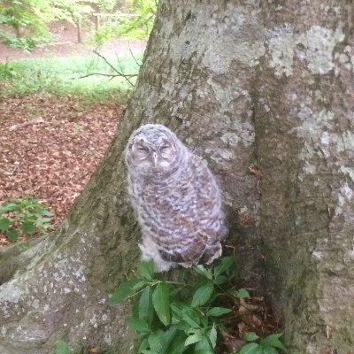 Reading, walking, writing etc.
Rowan: https://t.co/VPu0bejJJ8
Borage Blue: https://t.co/2y3k7u6NXX…