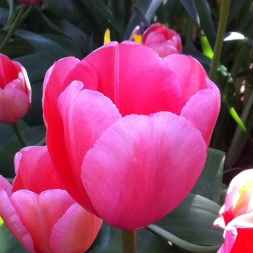 SuzanneRauch's profile picture. 