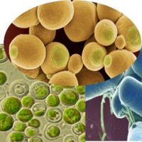 Biotech IMDEA-E (BTPU) (@biotech_imdeae) 's Twitter Profile Photo