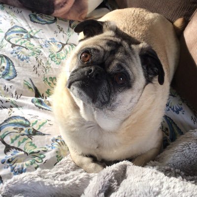 I am a six year old puggie girl who loves everything about everything! Especially my Momma and Poppie! And the beach!