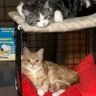 komamugi1's profile picture. #猫に癒され 毎日過ごしてます。 みなさんの心が #癒される 動画、写真 になるように頑張ります。これからもよろしくお願いします。#スコッティシュ #マンチカン #hayday #漫画 #アニメ #動画 エロ🙅Instagram(2021.11.7〜)も見てね。随時更新中