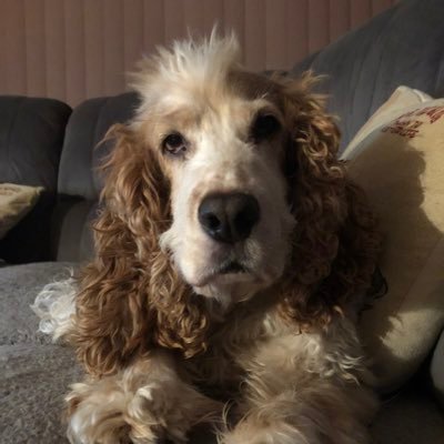 ClairMckenzie's profile picture. Scottish born 🏴󠁧󠁢󠁳󠁣󠁴󠁿  Australian raised 🇦🇺 Lover of British drama and soaps (Ben Mitchell/robron), Hawthorn fc, Liverpool and loves me a boyband