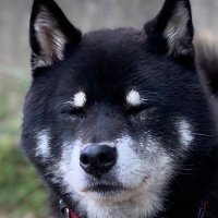 くろいぬちゃん (@kuroiinu_chan) 's Twitter Profile Photo くろいぬちゃん (@kuroiinu_chan) 's Twitter Profile Photo