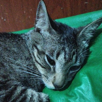 guy_purpul's profile picture. matemáticas