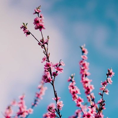 dikszont's profile picture. 