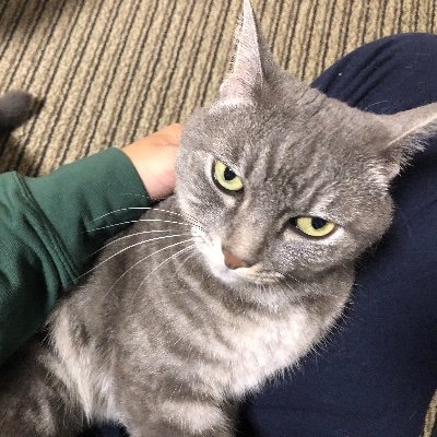 echo_hirokiss's profile picture. プログラミング勉強中の猫‼︎ 現在はwebシステムを勉強してます！ 将来はネットワークセキュリティで活躍したいです！勉強中の言語及びできる言語(#HTML , #CSS #RUBY #HTML/CSS #Ruby_on_Rails #C #python #JavaScript #Linux
