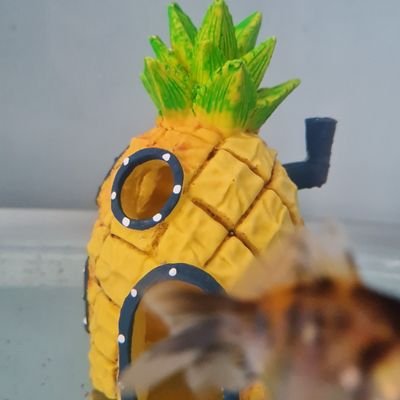 freedom4life007's profile picture. 