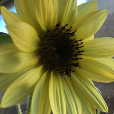 ShauneilScott's profile picture. Trust G-d 5784/2024. #endracism #endantisemitism #EndNativeHateandGenocide #PrepareforMessiah #TheReturnofMessiah