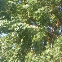 omerahmedbashir (@omerahmedbashir) 's Twitter Profile