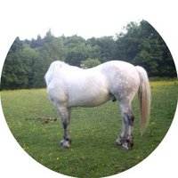 Headless horse, man (@hlesshman) 's Twitter Profile