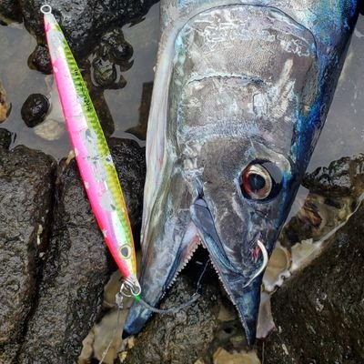 釣りする独身男性を煮しめたような釣りアカウント