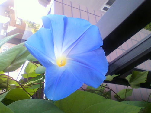 猫依存症ー永遠の天使ココア 🐈♂️🌈　スピリチュアルなこと🌞🌜️　植物🍃　インドカレー🇮🇳　とか