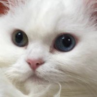 ๐๐
๐
ฆ๐
๐
๐
๐
๐ (@hwacho_store07) 's Twitter Profile