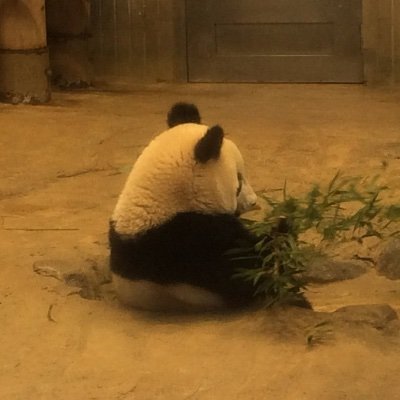 micancan0612's profile picture. グラフィックデザイナー。パンダのシャンシャン、ラッコのメイちゃんキラちゃんの動画に癒される日々。THE ALFEEとTHE YELLOW MONKEYのLIVE会場にも出没します。