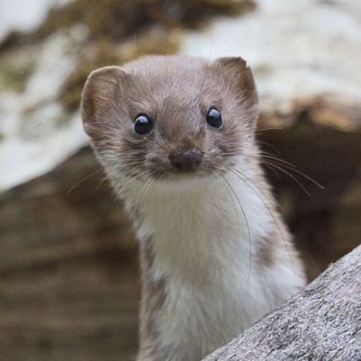 Belette A Man Of Culture