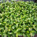 Saint-Germain Jackson - @SaintGermainJa4 - Twitter