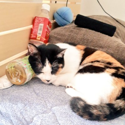di94196334's profile picture. QuarkusでBFFサーバを作っています

情報収集したい:ダジャレ, Linux, JavaScript, ダジャレ