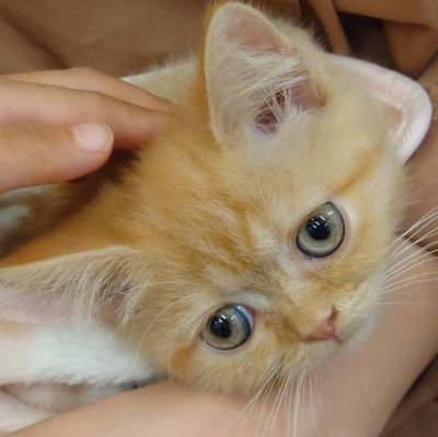 ミヌエットのおきき 日光東照宮の眠り猫かわいい でも 頭上すぎて通り過ぎそうな 場所にあってびっくりした 猫好きな人と繋がりたい 猫のいる暮らし 日光東照宮 ミヌエットのおきき 日光東照宮の眠り猫かわいい でも 頭上すぎて通り過ぎそうな 場所にあってびっくりした 猫好きな人と繋がりたい 猫のいる暮らし 日光東照宮