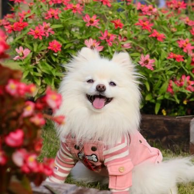 わんこフォトグラファー📸ポメラニアンのHANAちゃんは2015年8月1日生まれの女の子🐾無言フォロー失礼意しまーす👋🏻