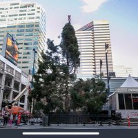 FountainSquareTree (@treefountain) 's Twitter Profile
