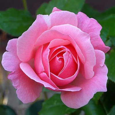 花言葉付き 世界の綺麗な花図鑑 ダイヤモンドリリー 南アフリカ原産の花 名前の由来は光が当たると花びらが輝いて見えるためです 花言葉は また会う日を楽しみに T Co Kqtdyhlyv4 花言葉付き 世界の綺麗な花図鑑 ダイヤモンドリリー 南アフリカ原産の花 名前の由来は光が当たると花びらが輝いて見えるためです 花言葉は また会う日を楽しみに T Co Kqtdyhlyv4