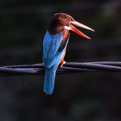 leitui's profile picture. 出来溜溜，尽请打扰！