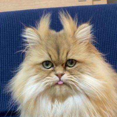 保護犬カフェさんからお迎えした、愛嬌たっぷりチンチラゴールデンの男の子🐱 鳴き声はギャップ萌え。猫好きさんお気軽にフォローしてください🐾♡2020.02.09むふぁたん幸せ計画スタート