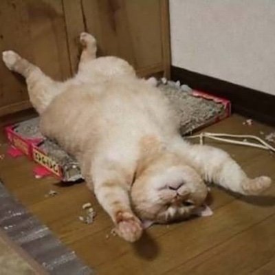 T1qPmGmlxaYCKrg's profile picture. 魔界が大好き！1億あったら全て魔界にぶち込んでやる！