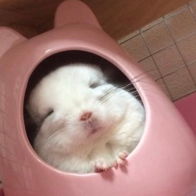 tikisy's profile picture. 소개같은 건 귀찮습니다 복숭아 좋아🍑