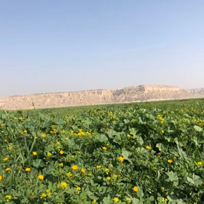 مواطن فى السعودية العظمى