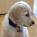 King George the Golden (@georgethe_king) Twitter profile photo King George the Golden (@georgethe_king) Twitter profile photo