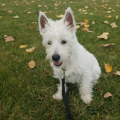 TobisToeBeans's profile picture. Tobi the Westie