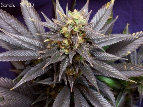 QNZ_NYC_MUSIC's profile picture. BORN IN JAMIACA HOSPITAL IN QUEENS NY RAISED IN CORONA QUEENS NY GREW UP IN DA ERA WHEN HIPHOP WAS RAP IN DA 1980'S FELL INLOVE WITH RAP,BREAKDANCING,GRAFFITI