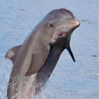 Passage Key Dolphin Tours(@BruceAdamo) 's Twitter Profile Photo