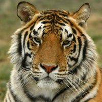 No Really, I'm A Tiger 🇨🇦 (@tiz_me_dee) 's Twitter Profile