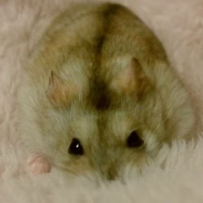 ハムスターさんのことが大好きな雑多垢。今は２匹がおうちに🐹🐹🏠３匹がお空にいます🐹🐹🐹🌈 無断転載❌ サブ→(＠REI_HAM0219 ）