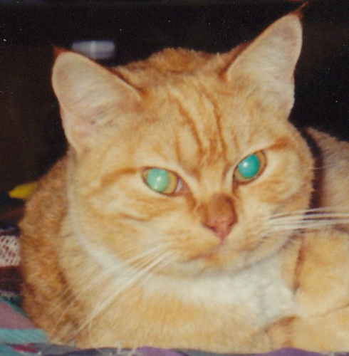 countessrosie1's profile picture. I am Countess Rosie Von Endless Attitudes.  Eat. Sleep.  Monitor Stuff.  Rule the World.  Cat-In-Charge at Shamar International Shopping.