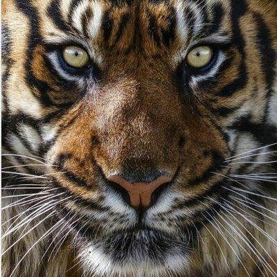 ubique9's profile picture. BA Mizzou 1964, masters, radio sports director, TV station manager educational